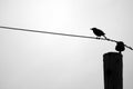 Blackbird Silhouette On Telephone Wire