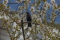 Blackbird singing on cherry tree branch with white bloom Royalty Free Stock Photo