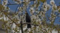 Blackbird singing on cherry tree branch with white bloom Royalty Free Stock Photo