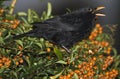 Blackbird singing, Royalty Free Stock Photo