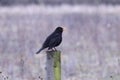 Blackbird Singing in a Wintery Sleet / Snow Shower