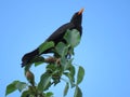 A blackbird sings happily in summer in the blue sky in a pear tree