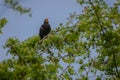 A Blackbird sings in a tree