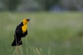 Blackbird sings in Utah