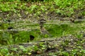 blackbird sits by a water puddle