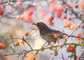 Blackbird sitting in an apple tree