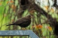 Eurasian blackbird on fence by blurred garden background in blooming spring