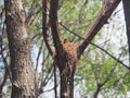 Blackbird sitting in a nest on the tree. Hatching a clutch of eggs Royalty Free Stock Photo