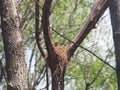 Blackbird sitting in a nest on the tree. Hatching a clutch of eggs Royalty Free Stock Photo