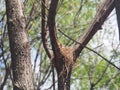 Blackbird sitting in a nest on the tree. Hatching a clutch of eggs Royalty Free Stock Photo