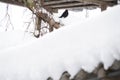 Blackbird sitting on a snow covered fence in winter. Royalty Free Stock Photo