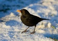 Blackbird in the snow