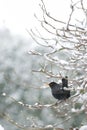 Blackbird In Snow