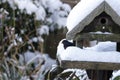 Blackbird snow clearing his little pad