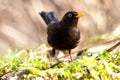 blackbird in a spring meadow Royalty Free Stock Photo