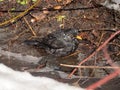 Blackbird in a spring puddle