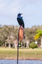 Blackbird standing on frame of bird feeder