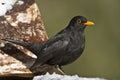 Blackbird standing on a trunk