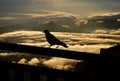 Blackbird silhouette