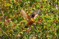 Blackbird in sunmer Royalty Free Stock Photo