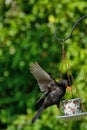 Blackbird Swinging At Breakfast