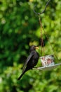 Blackbird Swinging At Breakfast