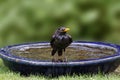 A blackbird takes a bath in the garden