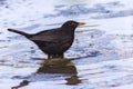 Blackbird Turdus merula