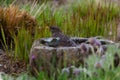 A blackbird taking a bath in a bird bath