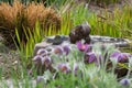 A blackbird taking a bath in a bird bath with haziness by motion