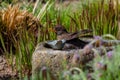 A blackbird taking a bath in a bird bath