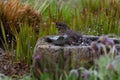 A blackbird taking a bath in a bird bath