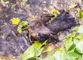 Blackbird taking a bath in a pond