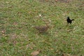 Blackbird thinking about a cheeky food challenge with a Dove