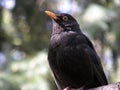 Blackbird Thrush. beautiful bird. Royalty Free Stock Photo