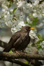 Blackbird on tree