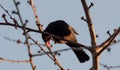 A blackbird sits on a tree in jena at spring 2021