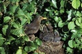 Blackbird, turdus merula, Adult Feeding Chicks at Nest, Normandy Royalty Free Stock Photo