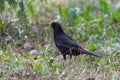 Blackbird, Turdus Merula
