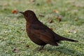 Blackbird, Turdus merula female Royalty Free Stock Photo