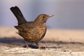 Blackbird Turdus merula female Royalty Free Stock Photo