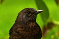 Blackbird, Turdus merula female Royalty Free Stock Photo