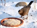 Blackbird, Turdus merula, female eating peanut butter for birds in snow in winter, Netherlands Royalty Free Stock Photo