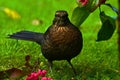 Blackbird, Turdus merula female Royalty Free Stock Photo