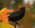 Blackbird, Turdus merula female Royalty Free Stock Photo