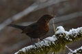 Blackbird Turdus merula female, sitting on a snow cover branch Royalty Free Stock Photo