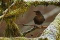 Blackbird Turdus merula female, sitting on a snow cover branch Royalty Free Stock Photo