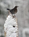 Blackbird Turdus merula female sitting on a snowy old stump Royalty Free Stock Photo