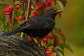 Blackbird, Turdus merula female Royalty Free Stock Photo