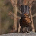 Blackbird Turdus merula female in sun Royalty Free Stock Photo